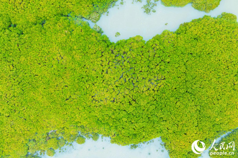 Thriving Mangrove Forests Bring Life to Urban Landscapes in Quanzhou