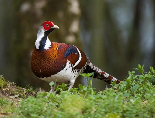 国家一级保护动物——白颈长尾雉 fjrbwx.jpg