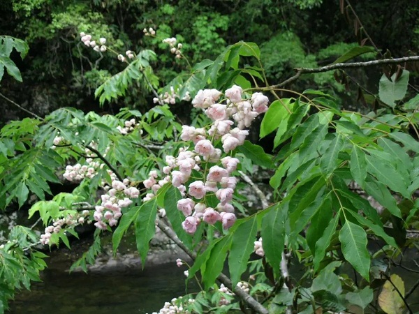 钟萼木——国家一级重点保护植物 徐自坤摄.jpg